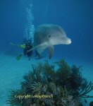 environmental issues