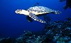 LeRoy French's underwater image of a turtle