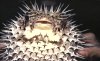 LeRoy French's underwater photograph of a puffer fish