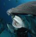 LeRoy French's underwater photograph of sharks and dolphins