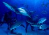 LeRoy French's underwater photograph of sharks and dolphins