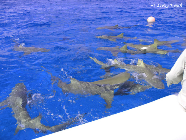 LeRoy French's underwater photograph of sharks of Tiger Beach
