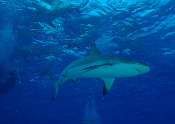 LeRoy French's underwater photograph of sharks of Tiger Beach