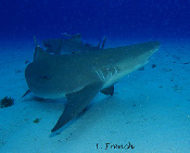 LeRoy French's underwater photograph of sharks of Tiger Beach