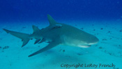 LeRoy French's underwater photograph of sharks of Tiger Beach