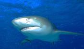LeRoy French's underwater photograph of sharks of Tiger Beach