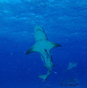 LeRoy French's underwater photograph of sharks of Tiger Beach