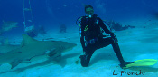 LeRoy French's underwater photograph of sharks of Tiger Beach
