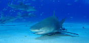 LeRoy French's underwater photograph of sharks of Tiger Beach