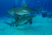 LeRoy French's underwater photograph of sharks of Tiger Beach